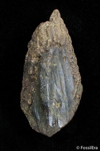 Inch Unworn Triceratops Tooth #2895
